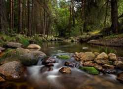 Las, Drzewa, Rzeka, Kamienie
