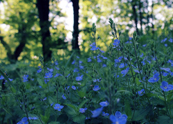 Leśna polana porośnięta niebieskimi kwiatami przetacznika