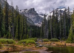 Leśna rzeka na tle gór w Parku Narodowym Grand Teton