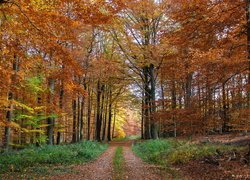 Leśna ścieżka pośród jesiennych drzew