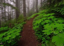Leśna ścieżka pośród zielonych liści