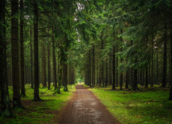 Leśna ścieżka pośród zielonych omszałych drzew