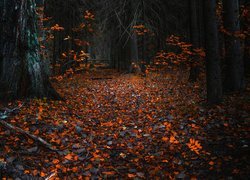 Leśna ścieżka przysypana liśćmi