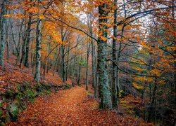 Leśna ścieżka usłana jesiennymi liśćmi