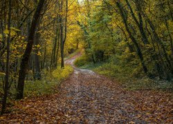 Jesień, Drzewa, Ścieżka, Liście