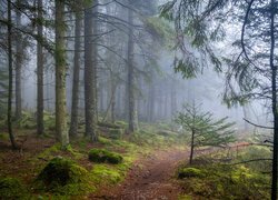 Leśna ścieżka w zamglonym lesie