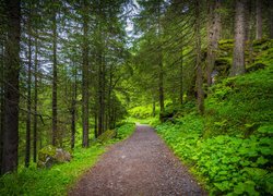 Leśna ścieżka w zielonym lesie