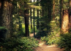 Leśna ścieżka wśród drzew i paproci