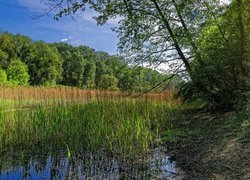 Leśne bagna porośnięte trzciną