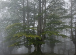 Leśne drzewa we mgle