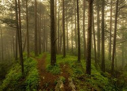 Leśne ścieżki