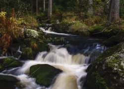 Jesień, Las, Drzewa, Potok, Strumień, Kamienie, Roślinność