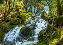 Leśny potok płynący po omszałych kamieniach