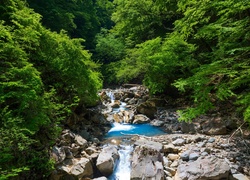 Kamienie, Las, Strumyk
