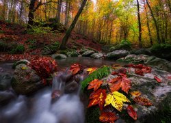 Jesień, Las, Drzewa, Liście, Strumyk, Kamienie