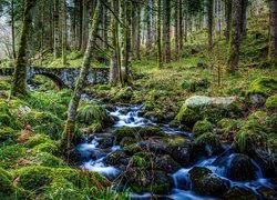 Las, Omszałe, Drzewa, Kamienie, Strumyk, Mostek