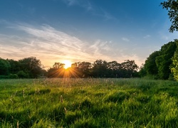 Letnia łąka na tle zachodzącego za drzewami słońca