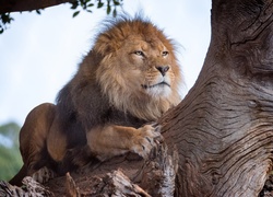 Lew leżąc na konarze obserwuje teren