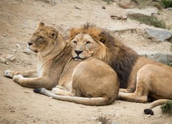Lew przytulony do swojej partnerki lwicy