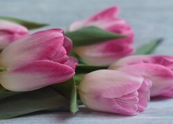 Leżące biało-różowe tulipany