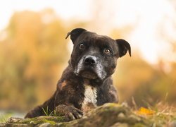 Amerykański pitbulterier, Pit Bull Terrier