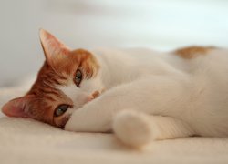Leżący biało-rudy kotek