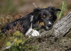 Pies, Border collie, Mordka, Wrzos, Drzewo