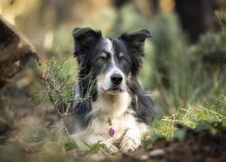 Leżący, Pies, Border collie, Mordka, Rośliny