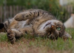 Leżący bury kot na trawie