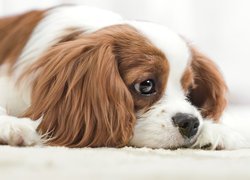 Leżący Cavalier king charles spaniel