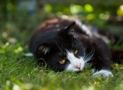 Leżący czarno-biały kot na trawie
