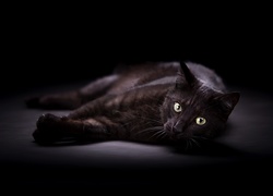 Leżący, Czarny, Kot