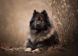 Leżący eurasier przy gałązkach