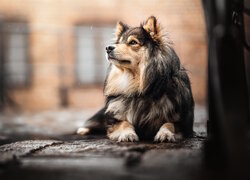 Leżący fiński lapphund