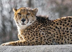 Gepard