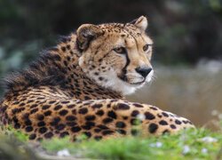 Leżący gepard w trawie