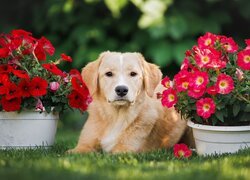 Pies, Golden retriever, Kwiaty, Petunie