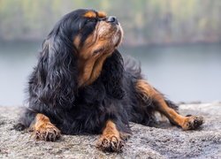 Leżący, Pies, King charles spaniel, Zamknięte, Oczy, Podniesiona, Głowa