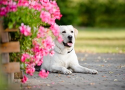 Leżący labrador retriever