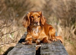 Leżący na deskach working cocker spaniel