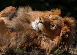 Leżący na plecach lew