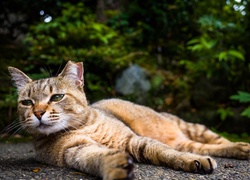 Leżący na ziemi rudy kot