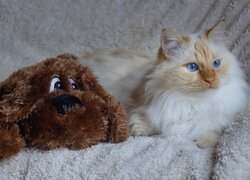 Leżący niebieskooki kot obok maskotki na kocu