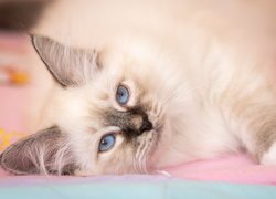 Leżący niebieskooki kot