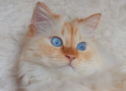 Leżący niebieskooki rudawy kot