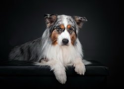 Pies, Owczarek australijski, Australian shepherd