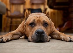 Leżący, Pies, Pit Bull terrier