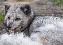 Leżący, Lis polarny