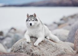 Leżący siberian husky na kamieniu