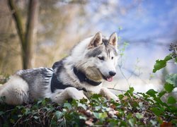 Pies, Siberian husky, Drzewa, Liście